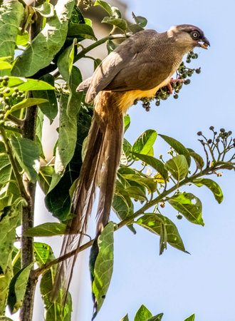 Yellow-vented Bulbul (Pycnonotus flavirostris) perched on a treeの写真素材