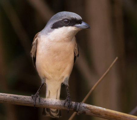 Red-backed Shrike (Lanius collurio)の写真素材