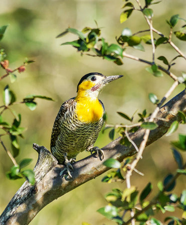 Yellow-bellied Woodpecker (Melanerpes carolinus) perched on a branchの写真素材