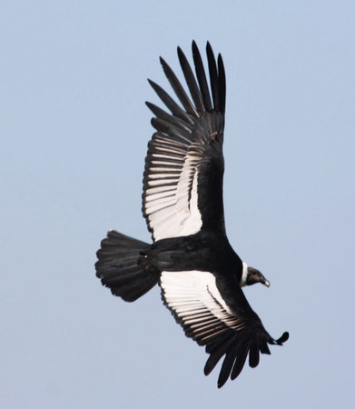 Andean condor, Gyps fulvus, single bird in flight, Brazilの写真素材