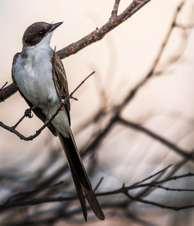 Closeup shot of a Pied Kingfisher perched on a branch