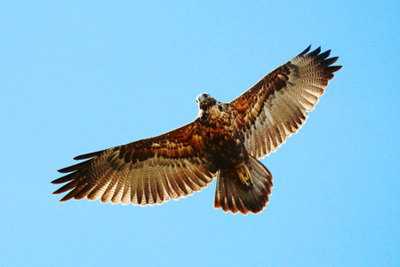 Common buzzard (Buteo buteo) in flight