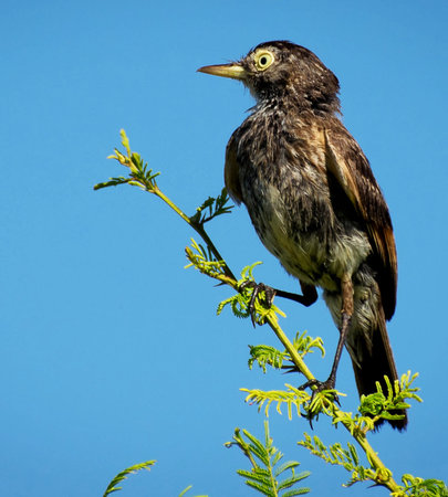 Image of brown bird on branch over blue sky background. Bird. Animal.