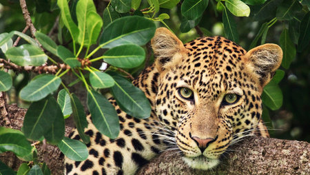 Leopard in a tree in the jungle of Costa Rica, Central Americaの写真素材