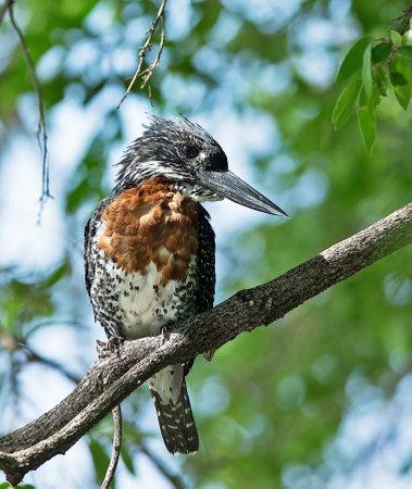 Giant Kingfisher, Ceryle rudis, single bird on branch, Brazilの写真素材
