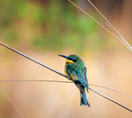 Bee-eater (Merops Apiaster) in natureの写真素材