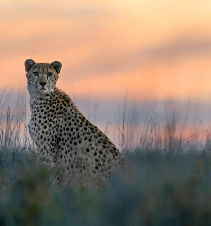 Cheetah sits in the grass in the sunset light, South Africaの写真素材