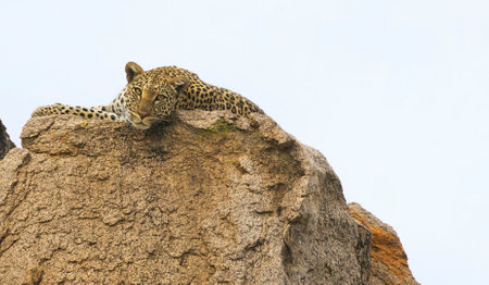 Leopard lying on a rock in Serengeti National Park, Tanzaniaの写真素材