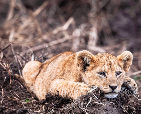 Lion cub lying on the ground in Kruger National Park, South Africa ; Specie Panthera leo family of Felidaeの写真素材