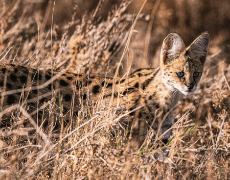 Young serval cub standing in dry grass in Kruger Park South Africaの写真素材