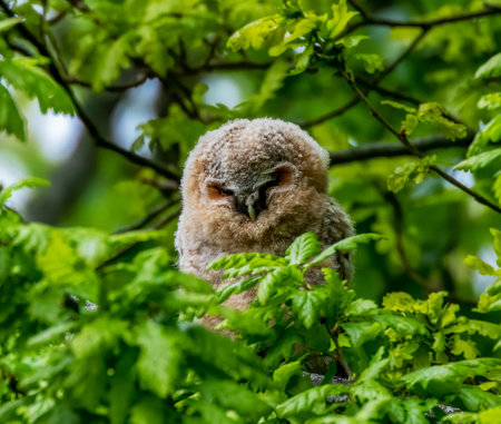 Tawny owl (Strix aluco) sitting in a treeの写真素材