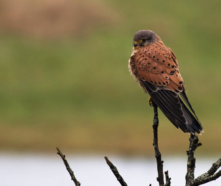 common kestrel (Falco tinnunculus) on a branchの写真素材