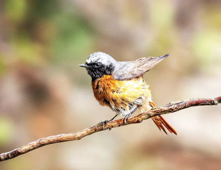 Redstart (Phoenicurus phoenicurus) perched on a branchの写真素材