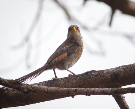 Bird on a tree branch in the nature. (Turdus merula)