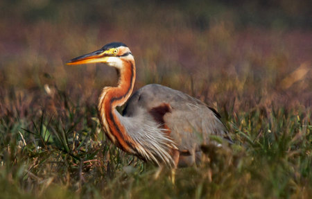 Purple Heron, Ardea purpurea, single bird in grass, Warwickshireの写真素材