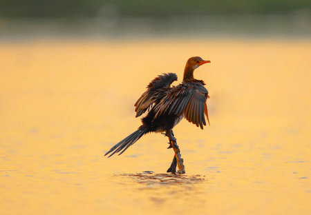Great Cormorant (Phalacrocorax carbo) in water