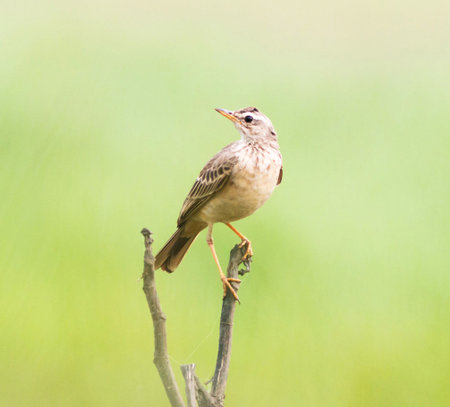 Grasshopper Warbler (Locustella naevia) perched on a branchの写真素材
