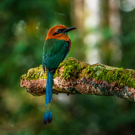 Blue-billed Bee-eater (Merops leschenaulti) in the rainforest of Costa Ricaの写真素材