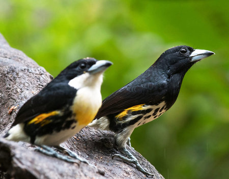 Black-crested barbet  Pycnonotus rufescens  in Thailandの写真素材