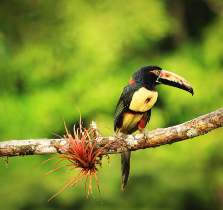 Great hornbill (Ramphastos major) on a branchの写真素材