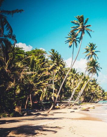 Beautiful tropical beach and sea with coconut palm tree - Vintage Filterの写真素材