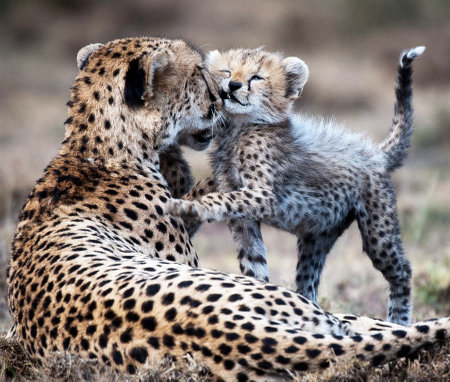 Cheetah cub with mother in savannah. Maasai Mara National Park, Kenya.の写真素材