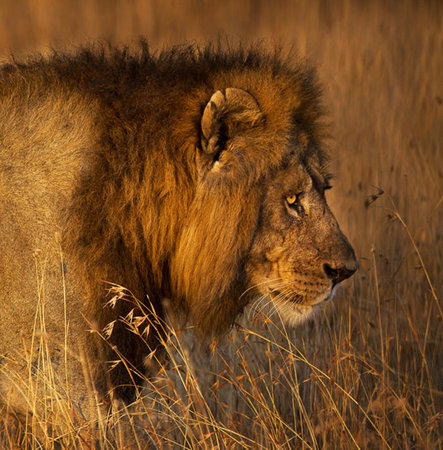 Male lion (Panthera leo) in the wilderness of Africaの写真素材
