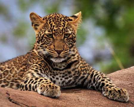 Leopard lying on a rock in Serengeti National Park, Tanzaniaの写真素材