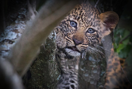 Close up of baby leopard (Panthera pardus)の写真素材