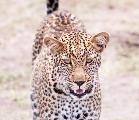 Leopard in the Okavango Delta - Moremi National Park in Botswanaの写真素材
