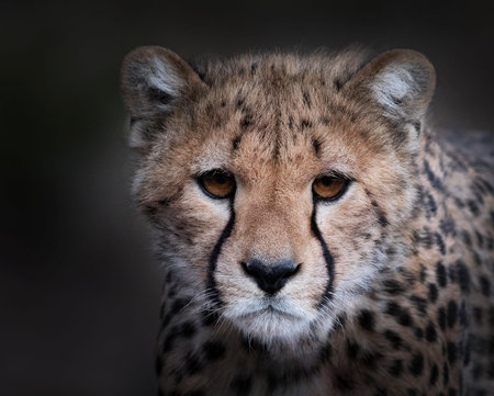 Close-up portrait of a cheetah (Acinonyx jubatus)の写真素材