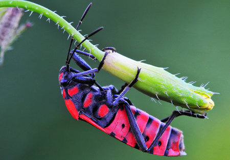 Macro image of two red bugs mating on a green stem.