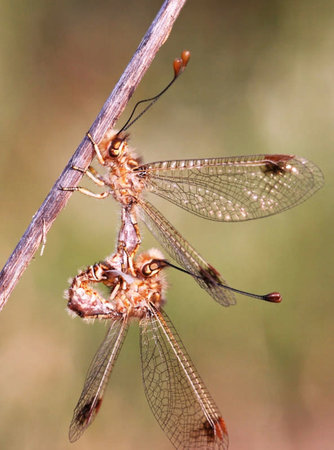 Close up of two dragonflies mating on a branch in the wild
