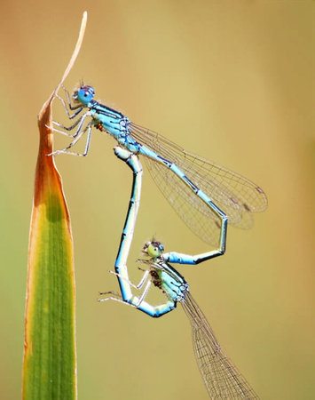A pair of damselflies mating on a blade of grass.の写真素材