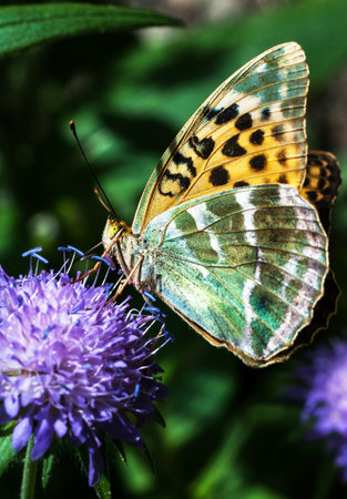 Butterfly on a flower in the garden. Macro photography.の写真素材