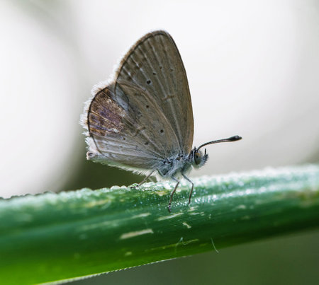 butterfly on a blade of grass in the morning dew