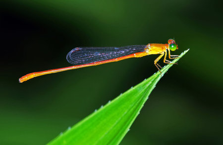 Red Damselfly on a blade of grass in the rainforest