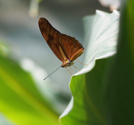 Butterfly on a leaf in the garden. Shallow depth of fieldの写真素材