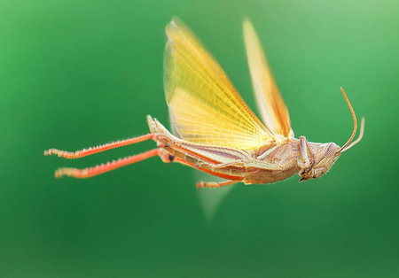 Macro of a grasshopper on green background, Thailand.