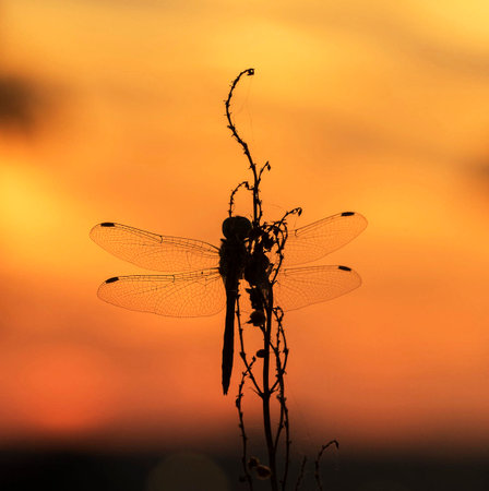 Silhouette of a dragonfly sitting on a branch at sunsetの写真素材