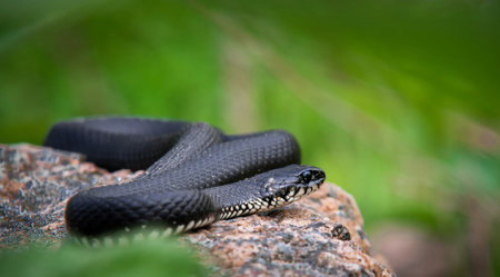 Black snake on a stone in the forest. Close-up.