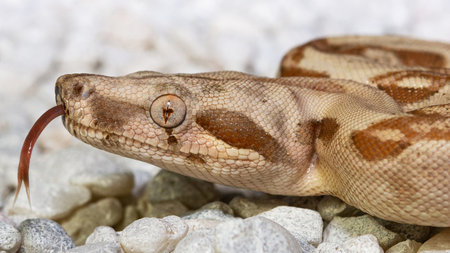 Close-up portrait of a boa constrictor snake.