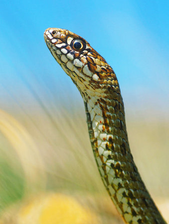 Close up of the head of a snake in a meadow.の写真素材