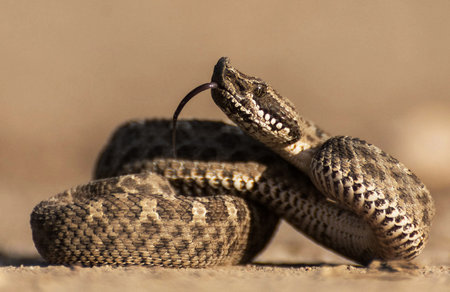 Close-up of a western diamondback rattlesnake (Crotalus vittatus)