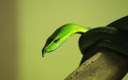 Green snake on a branch in the garden, closeup of photoの写真素材
