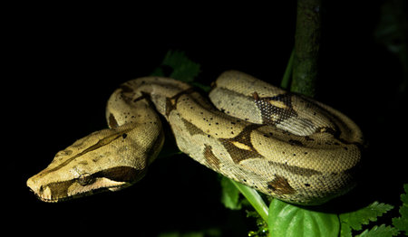 Reticulated python (Python reticulatus) on a tree branch