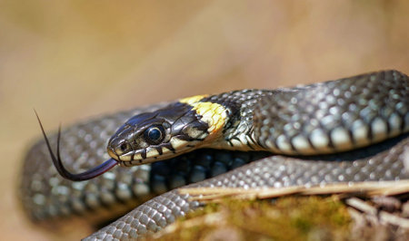 Grass snake (Natrix natrix) in the nature.