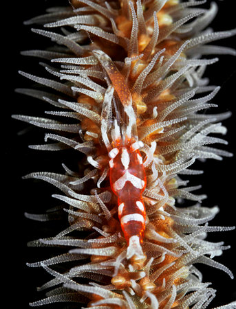 A closeup shot of a red sea anemone isolated on a black background