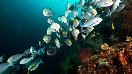 Schools of fish on a tropical coral reef in the Red Sea
