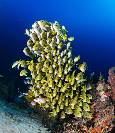 Tropical fish on a tropical coral reef in the Red Sea